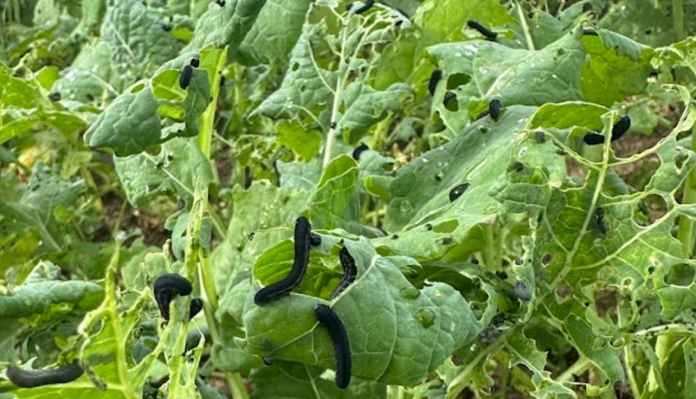 Turnip sawfly feeding and damage on winter oilseed rape